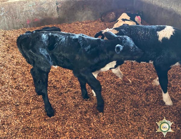 Madera SO calf