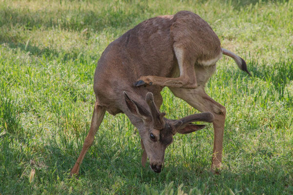NPS deer