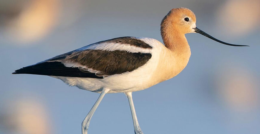 avocet cornell hero