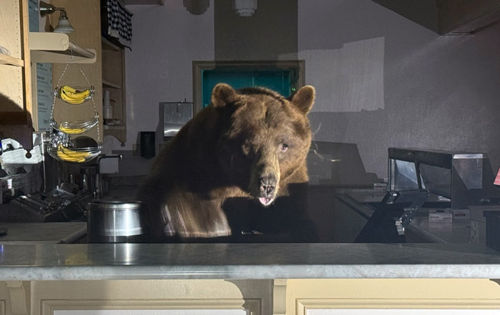 EDSO bear 2
