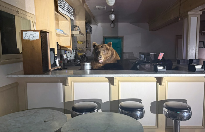 EDSO bear