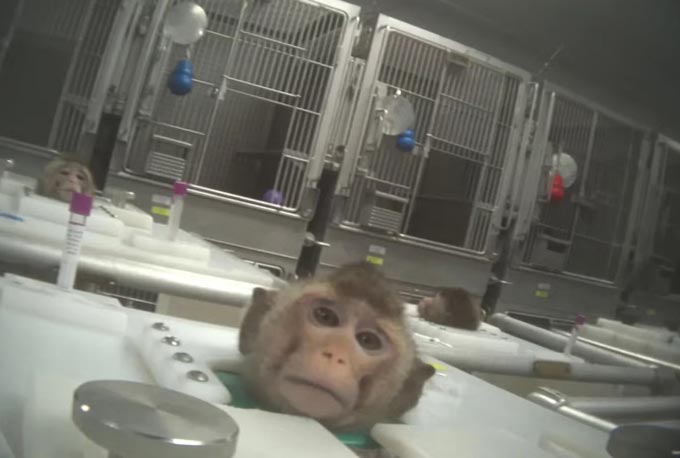 563014 IN Lab 2022 Primate Face 27 HD 1080p Horizontal