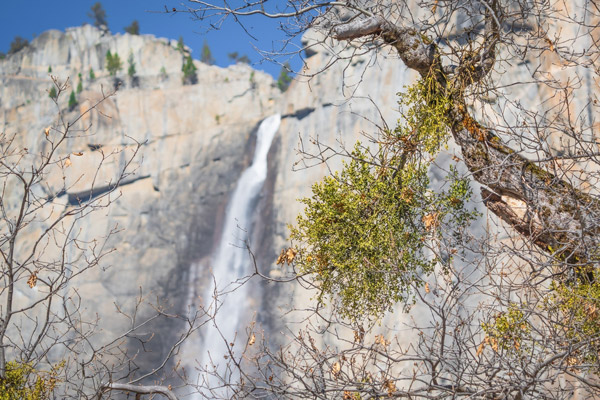 NPS mistletoe