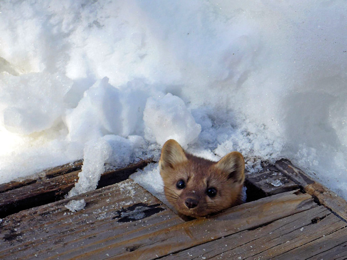 NPS pine martin
