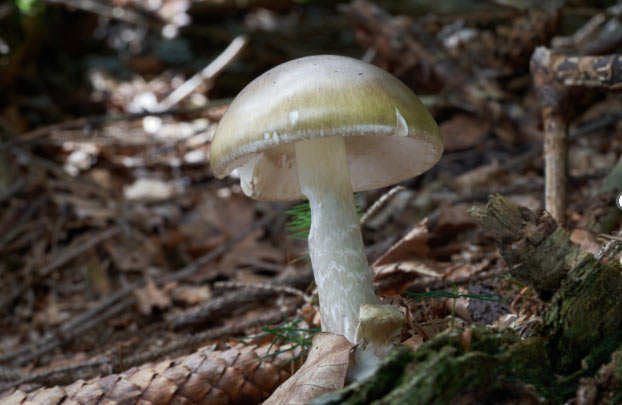 death cap mushroom cdph