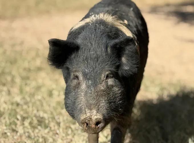 humane world for animals 1202 pig credit Christi Gilbreth