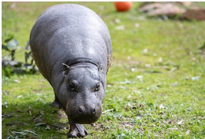 Hippo Hippopotamus Humane Society of the United States
