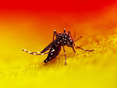 NIH 20240211 aedes mosquito