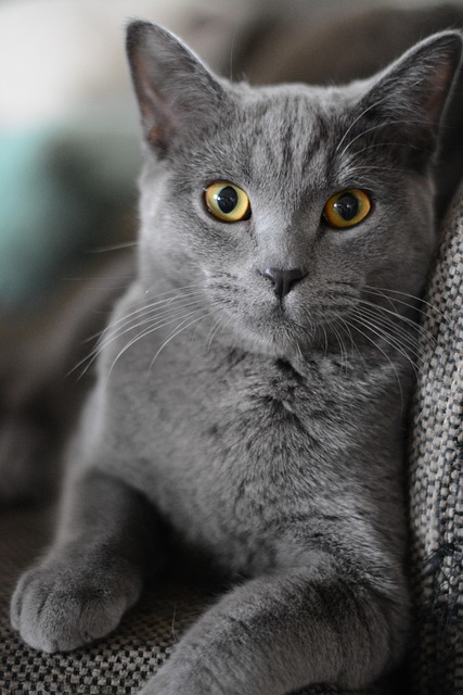 cat 2528935 640