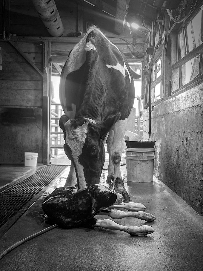 2024 first place photo winner ca farm bureau
