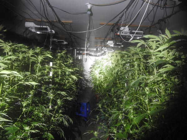CCSO marijuana 1