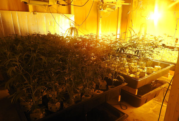 CCSO marijuana 6