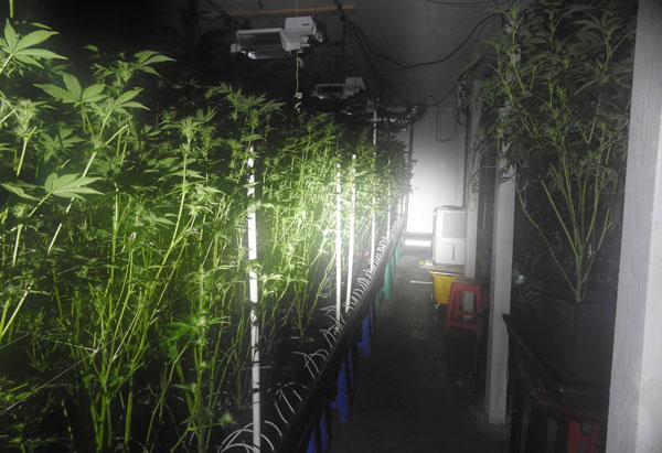 CCSO marijuana 7