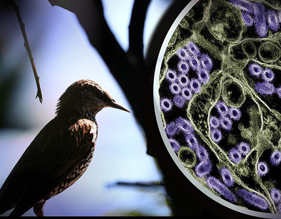 NIH 20241231 bird flu