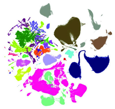 NIH 20250102 mouse brain