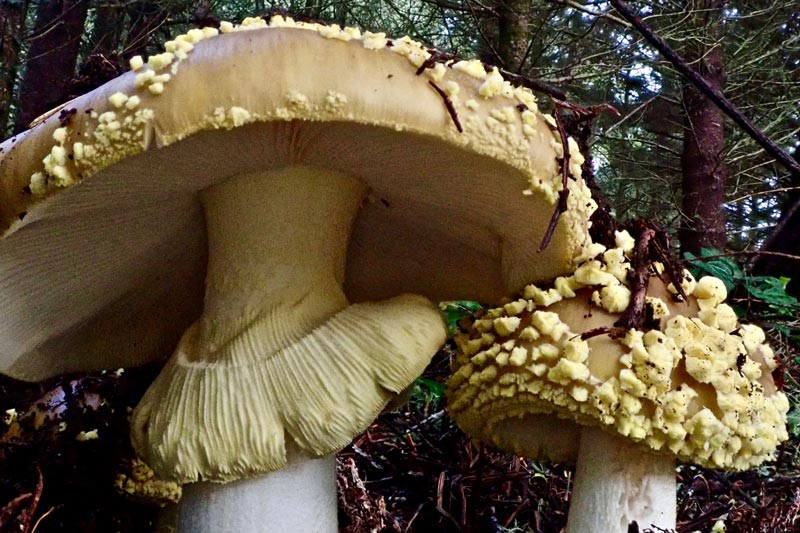 amanita augusta debbie veiss nps