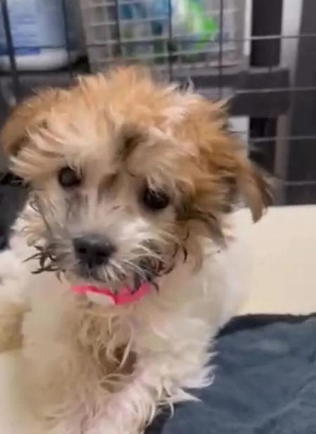 humane society cindy lou 123