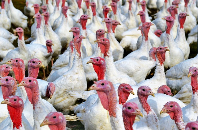 turkeys 2977258 640