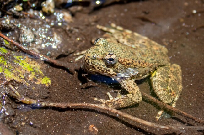 usfws foothill yellow legged frog banner medium