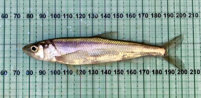 usfws san francisco bay longfin smelt medium