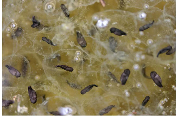 California red legged frog eggs credit NPS Paul G. Johnson