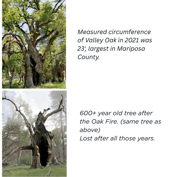 MCL trees