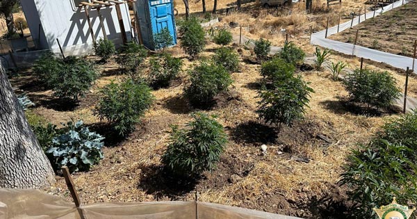 Madera SO marijuana 1