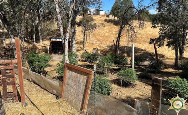 Madera SO marijuana 4