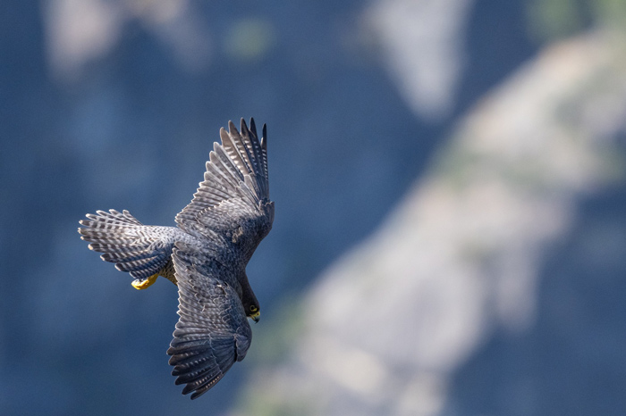 NPS peregrine falcon J McGrew 1