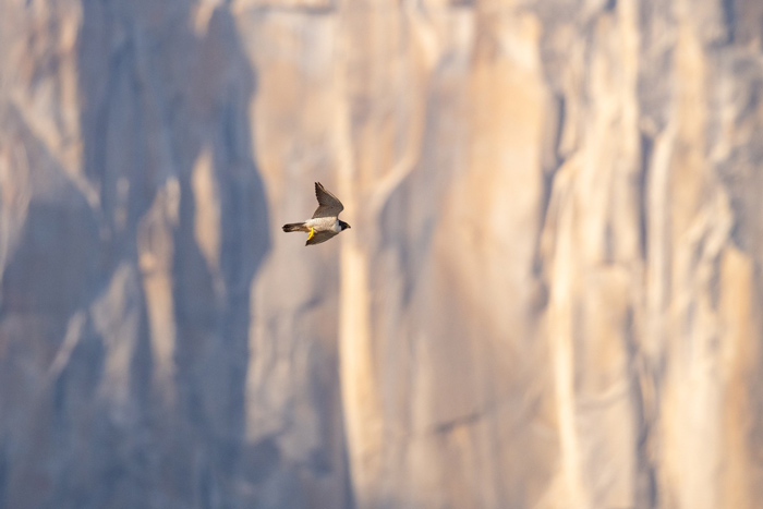 NPS peregrine falcon J McGrew 2
