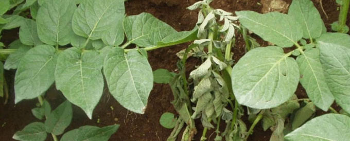 Ucdavis728 Ralstonia solanacearum in potato plant Credit Amilcar Sanchez