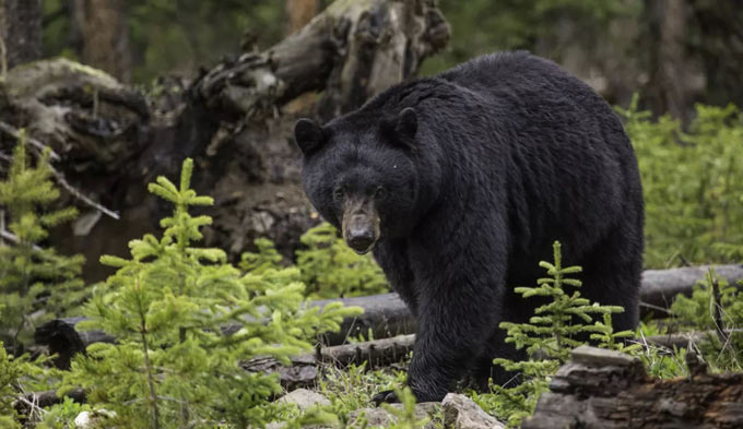 black bear credit nps
