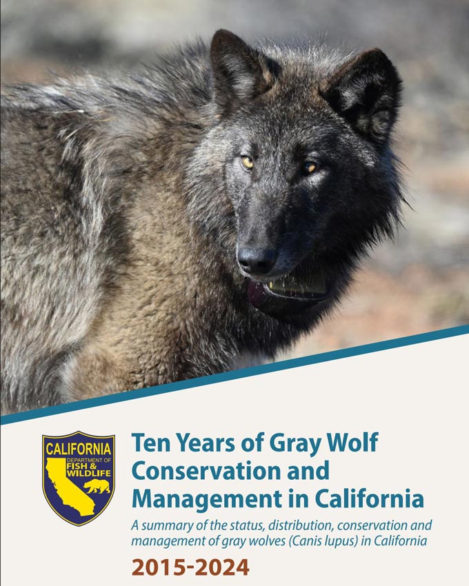cdfw Ten Years of Gray Wolf Conservation and Management in California 2015 2024