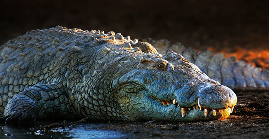 ucmerced721 croc hero