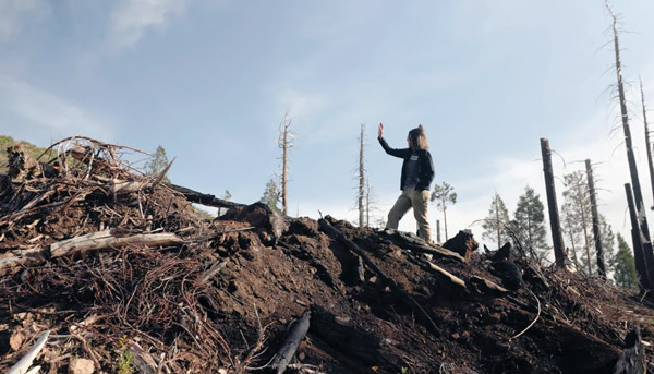 CAL FIRE trees