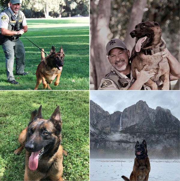 Madera SO K9 Apex
