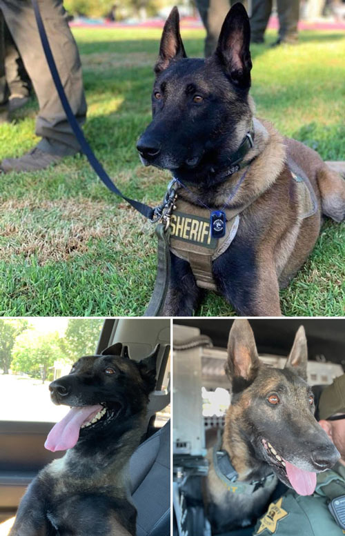 Merced SO K9 Zeke