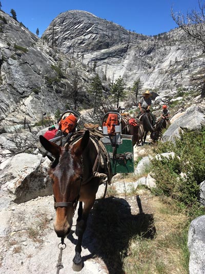 NPS mules 4