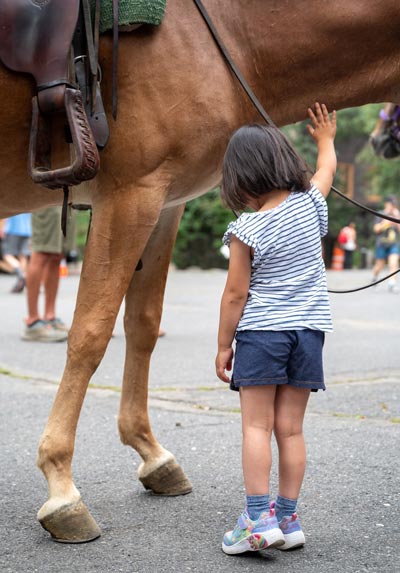 NPS mules 5