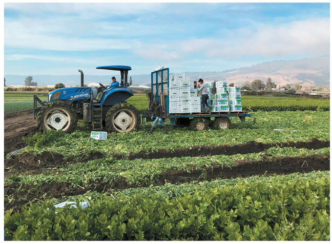 celery farm bureau