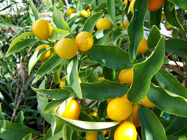 lemon tree 1207576 640