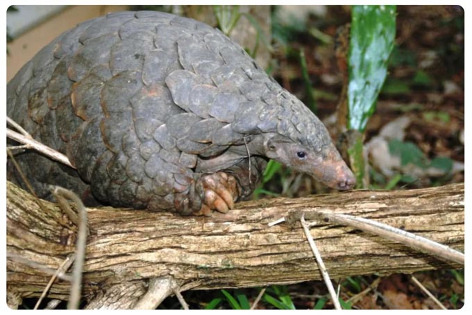 pangolin Humane World for Animals