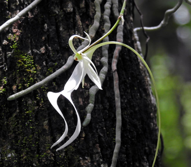 usfws ghost orchid tree medium