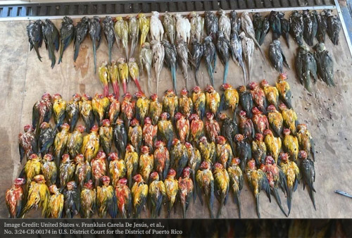 DOJ Dead tropical birds from US v De Jesus et al