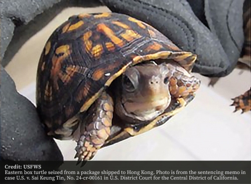 DOJ Eastern Box Turtle