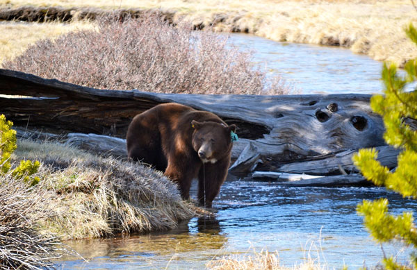 NPS bears