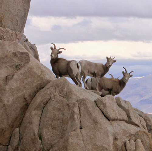 NPS bighorn sheep