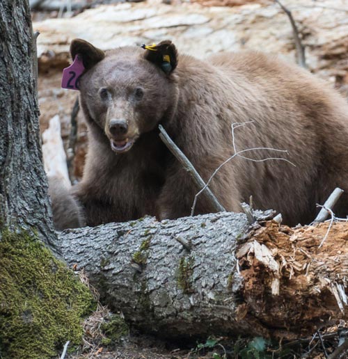 NPS black bear
