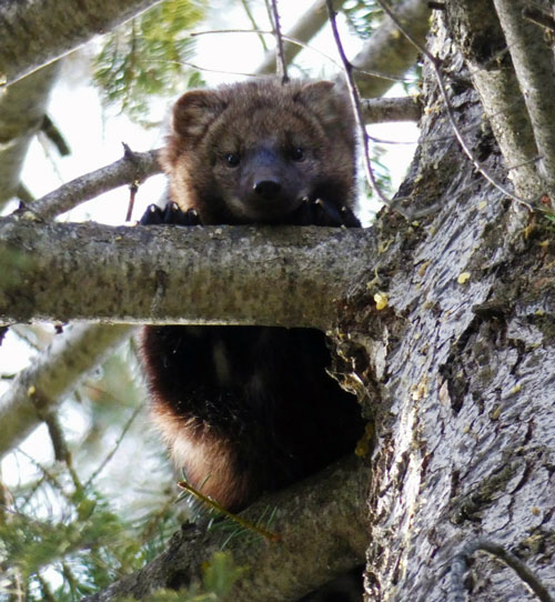 NPS pacific fisher