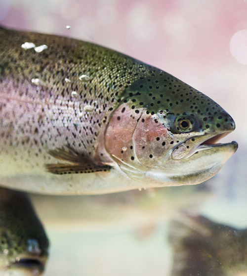 NPS trout